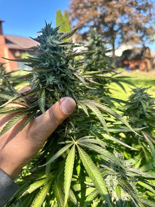 Image #1 from Nicholas Coppola