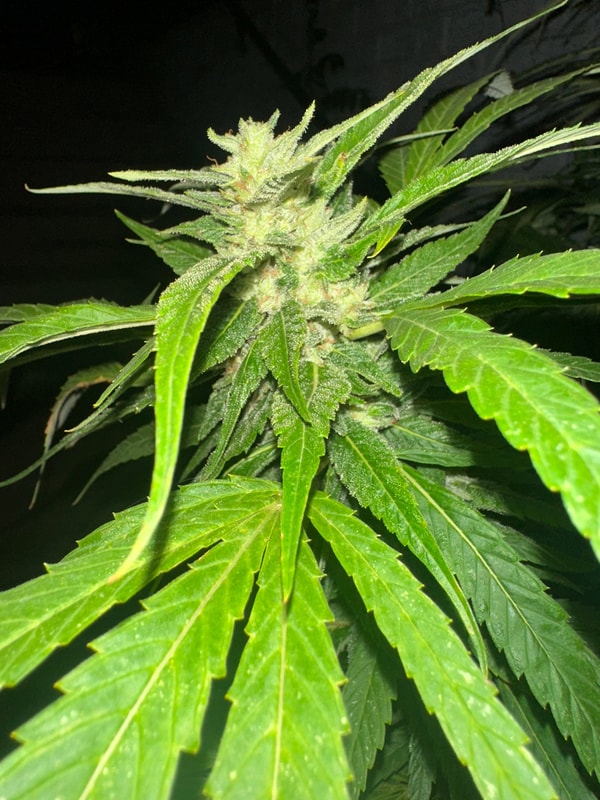 Image #3 from Johnas Curry