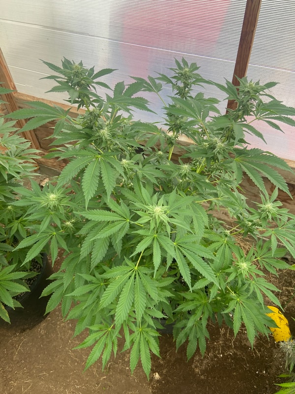 Image #2 from Jonny Appleseed