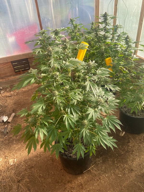 Image #3 from Jonny Appleseed