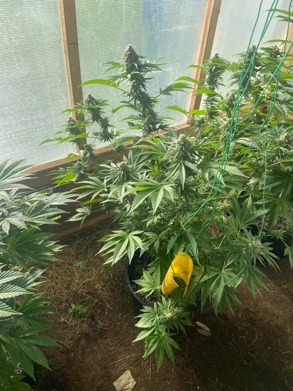 Image #2 from Jonny Appleseed