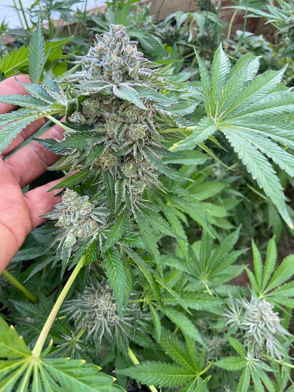 Image #1 from Jonny Appleseed