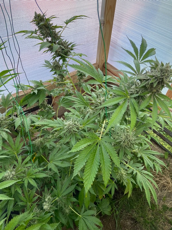 Image #2 from Jonny Appleseed