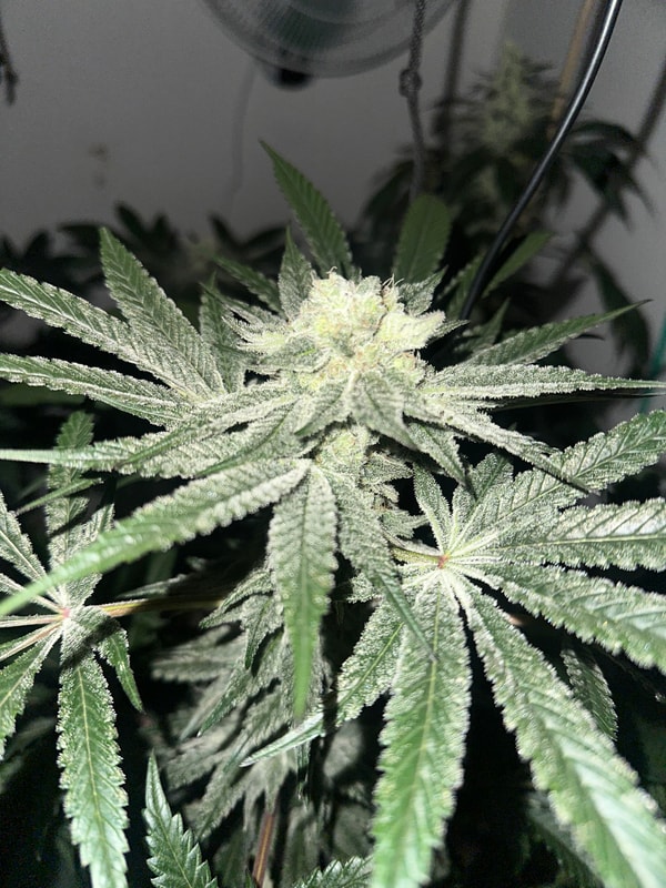 Image #4 from Johnas Curry