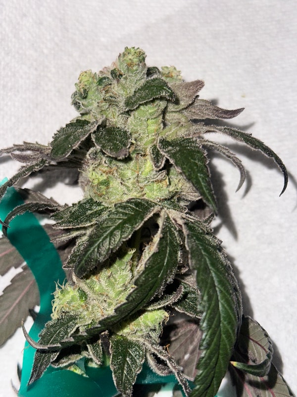 Image #1 from Johnas Curry