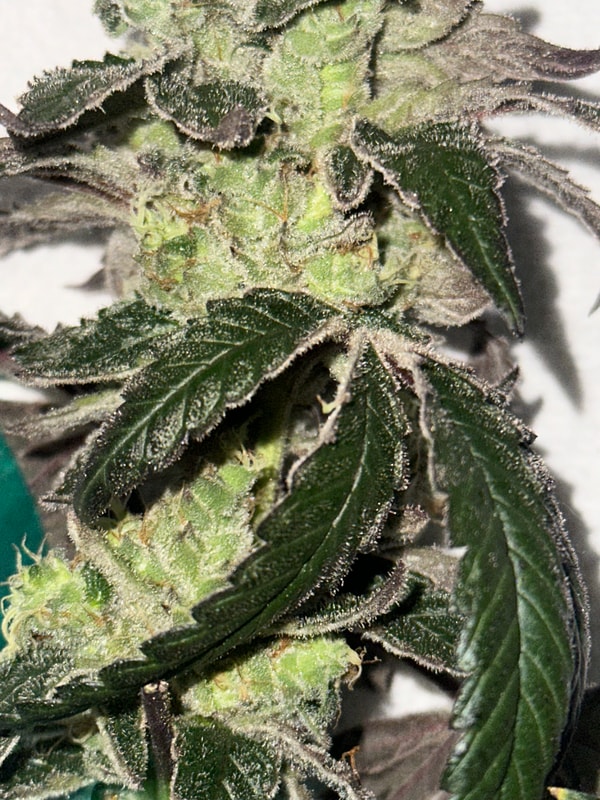 Image #3 from Johnas Curry