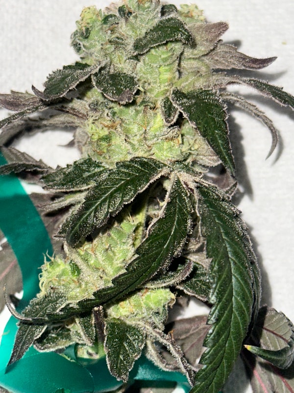 Image #2 from Johnas Curry