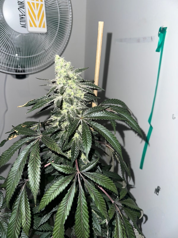 Image #2 from Johnas Curry