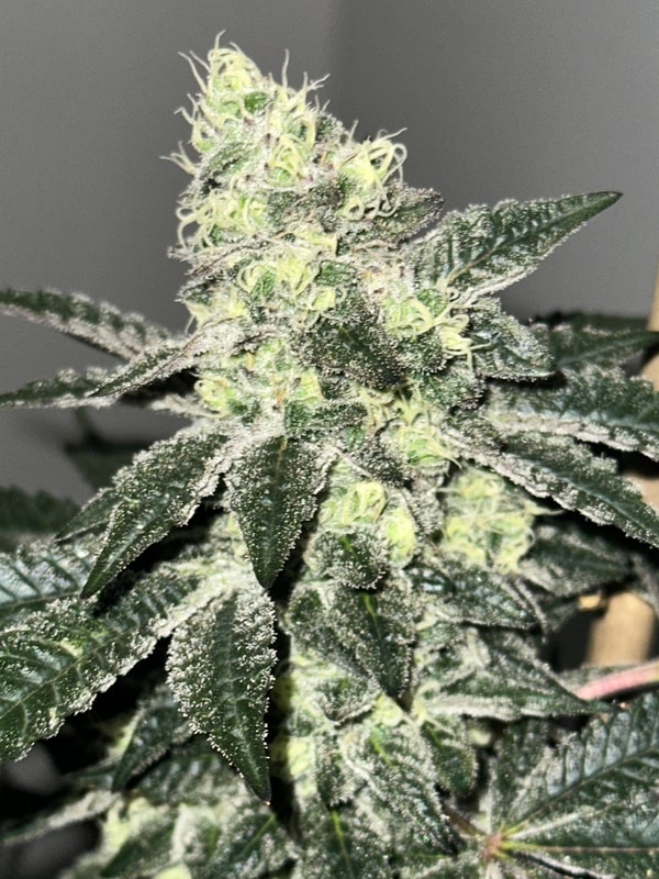 Image #3 from Johnas Curry