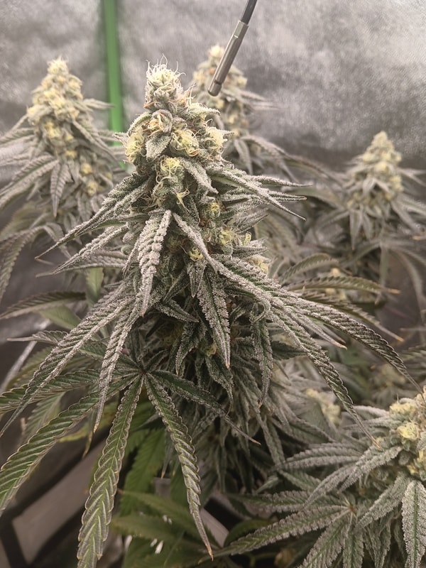 Image #1 from Thurmal Ice!