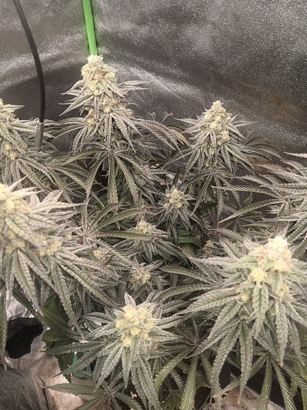 Image #2 from Thurmal Ice!