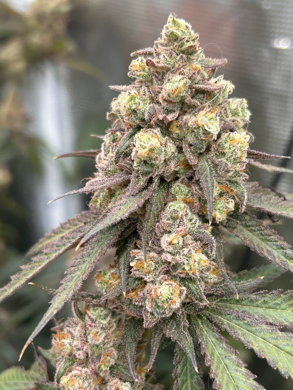 Image #1 from Jose p