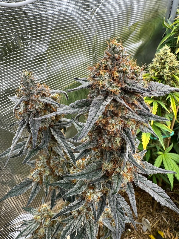 Image #2 from Charles K.