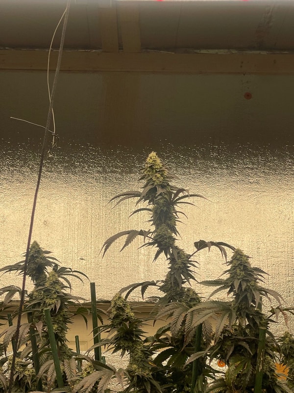 Image #2 from Matthew Mcconico