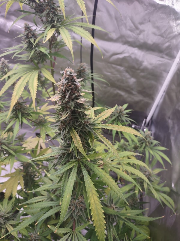 Image #2 from Anonymous