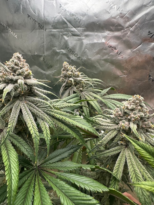 Image #1 from Rich G