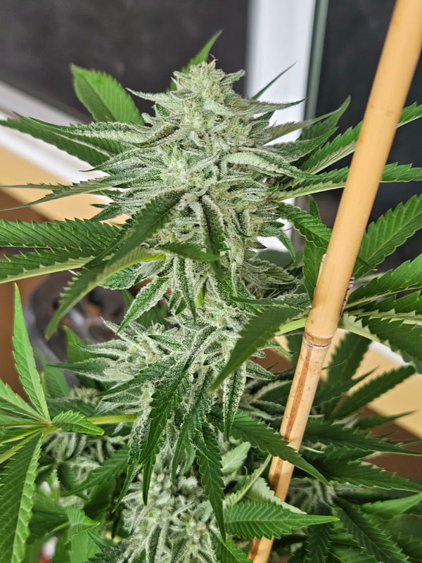 Image #2 from Kamuela Pelletier