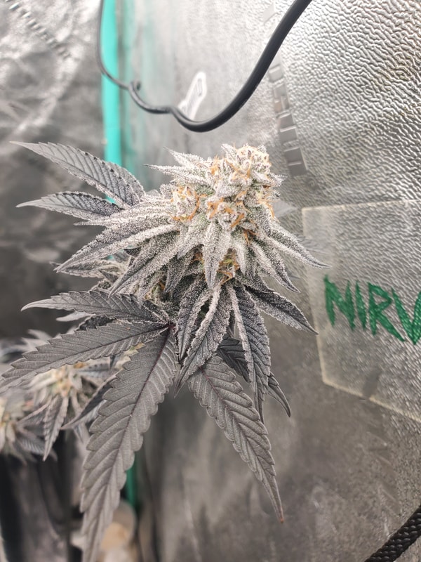 Image #1 from Ty Wes