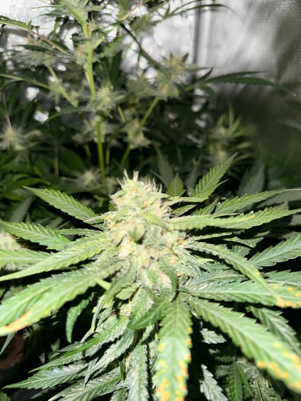 Image #3 from Somwhiteboi