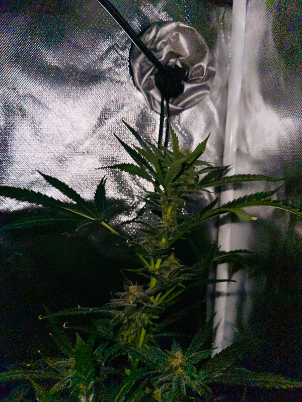 Image #1 from Somwhiteboi