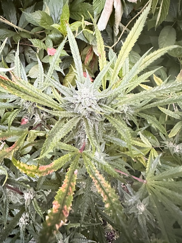 Image #1 from Jacob Ammann