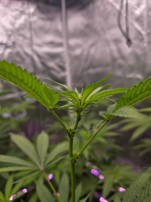 Image #3 from Bryan Fields