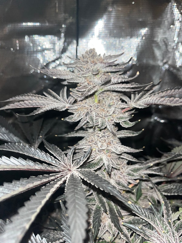 Image #2 from McFunkys Garden