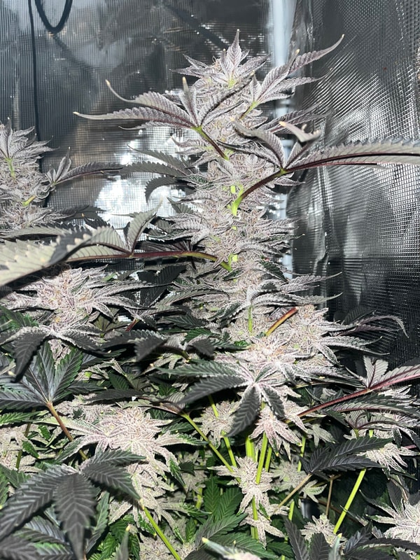 Image #4 from McFunkys Garden