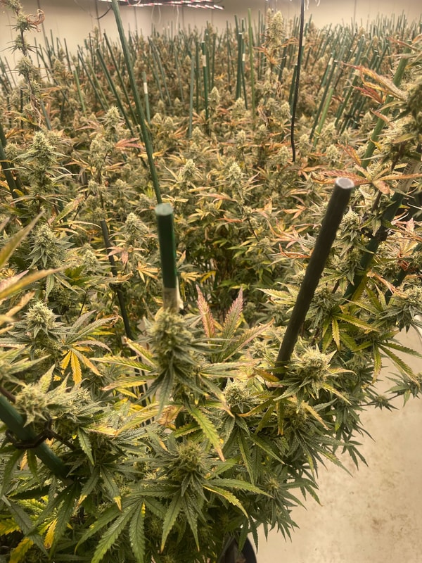 Image #1 from Matthew Mcconico