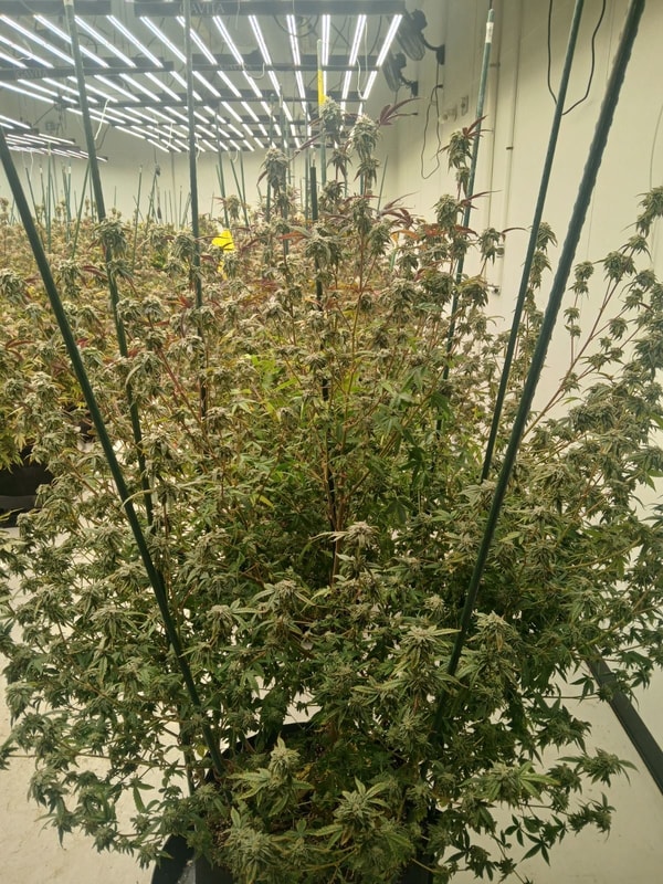 Image #1 from Matthew Mcconico