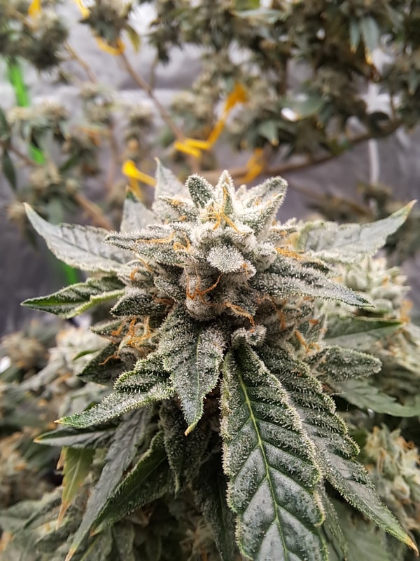 Image #4 from RHEC420