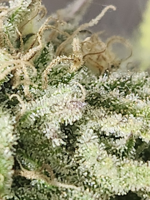 Image #3 from EJ