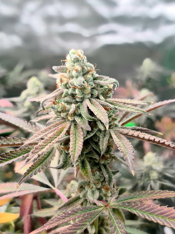 Image #1 from Anonymous