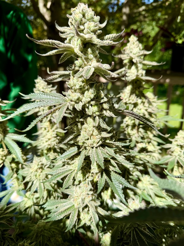 Image #4 from Esq.cultivator