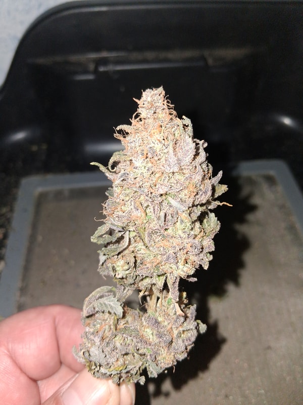 Image #2 from steven s.