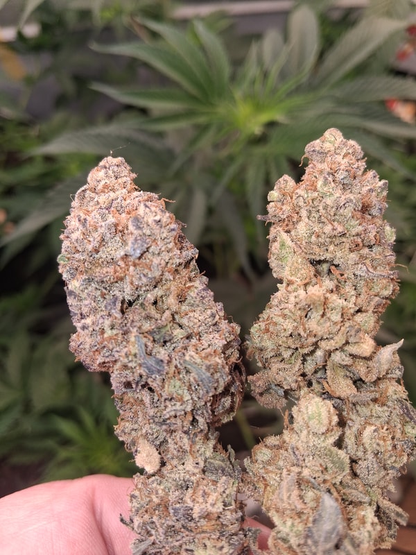 Image #1 from steven s.