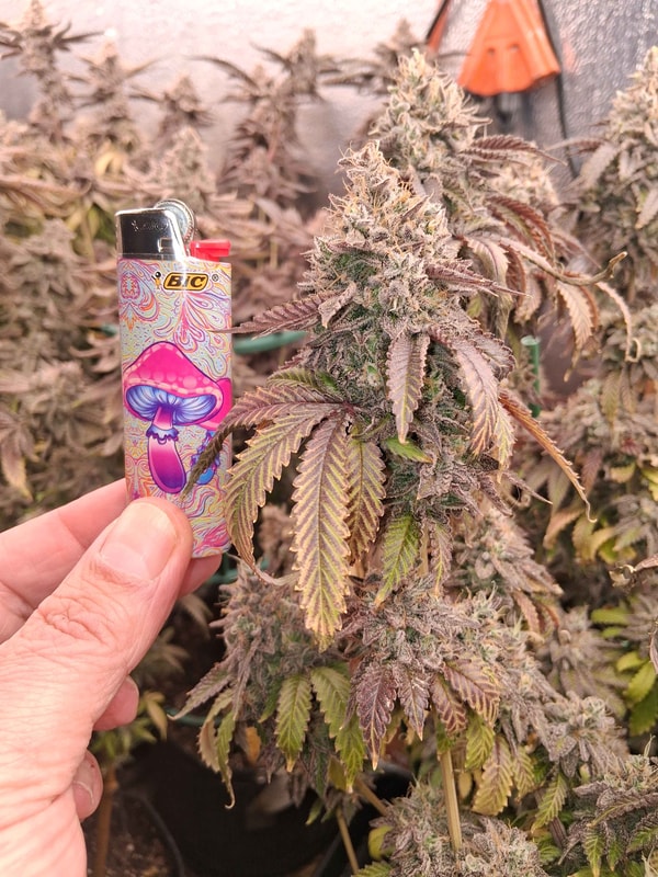 Image #3 from steven s.