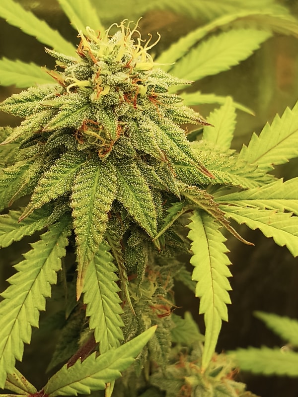 Image #3 from Gregory Crowley