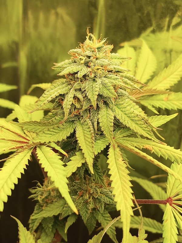 Image #2 from Gregory Crowley