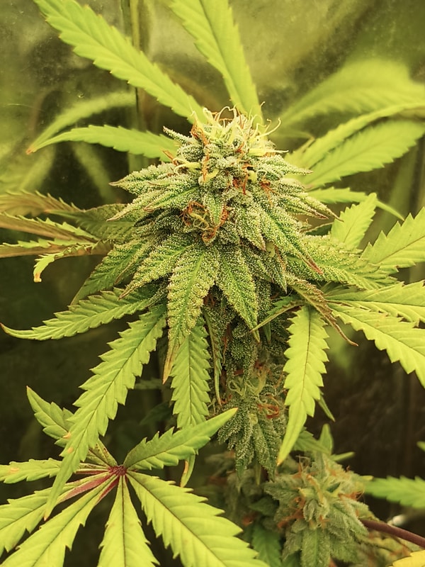 Image #1 from Gregory Crowley