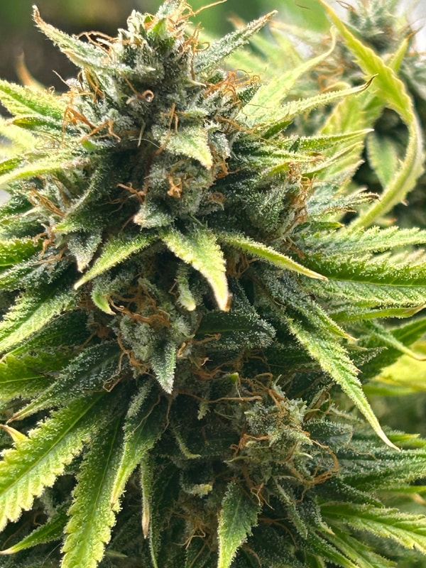 Image #3 from Leo Chaplin