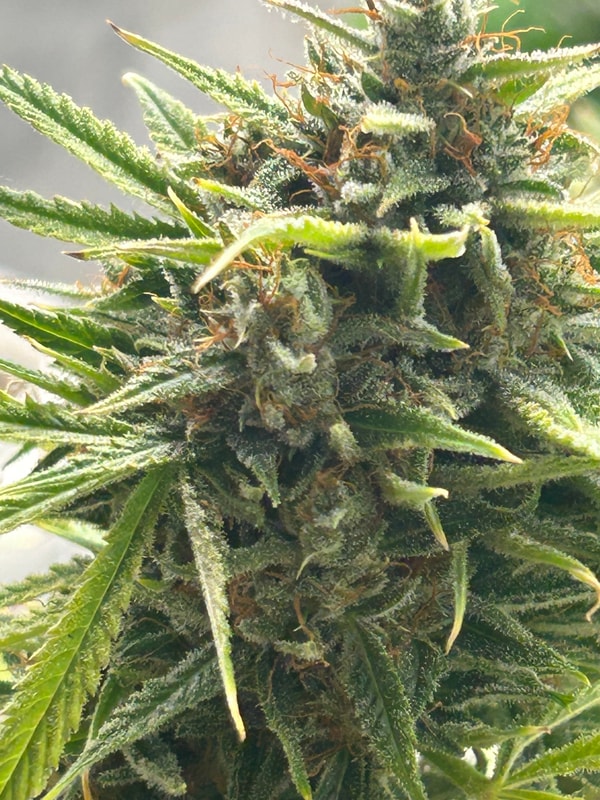 Image #2 from Leo Chaplin