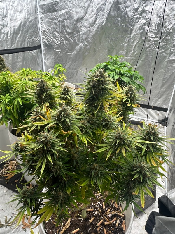 Image #1 from Leo Chaplin