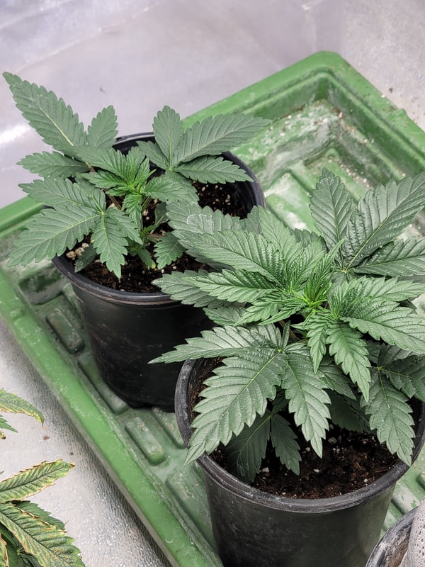 Image #1 from Gregory B.