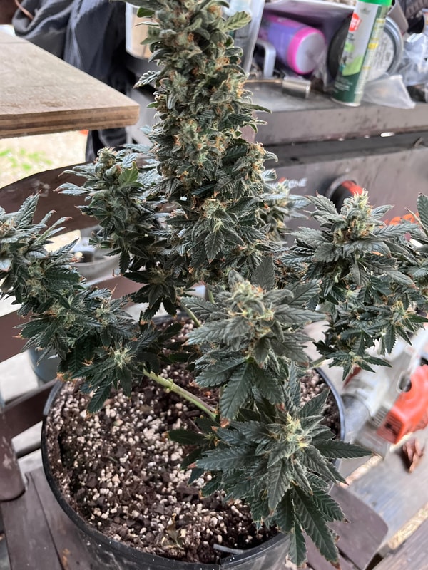 Image #1 from Joseph Proffitt