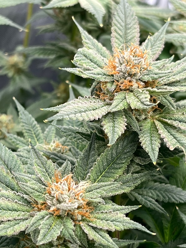 Image #1 from Anonymous