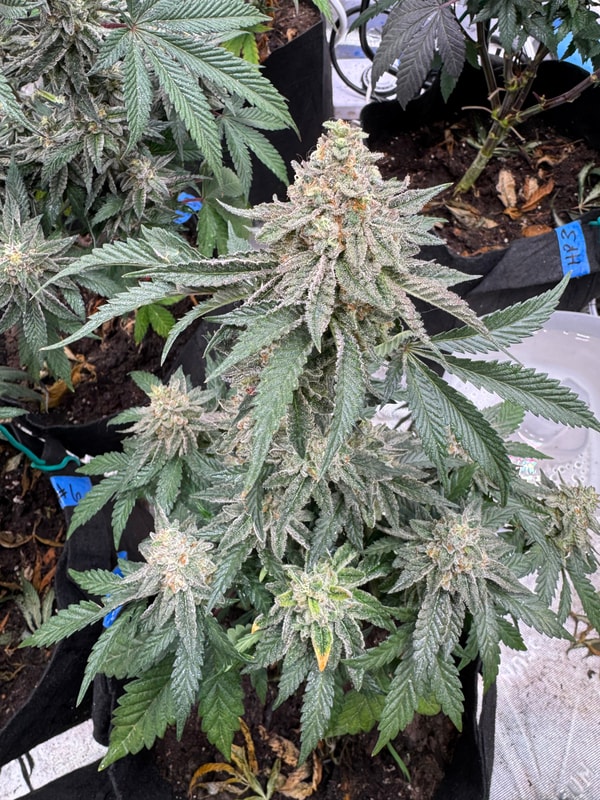 Image #1 from Casey Jones