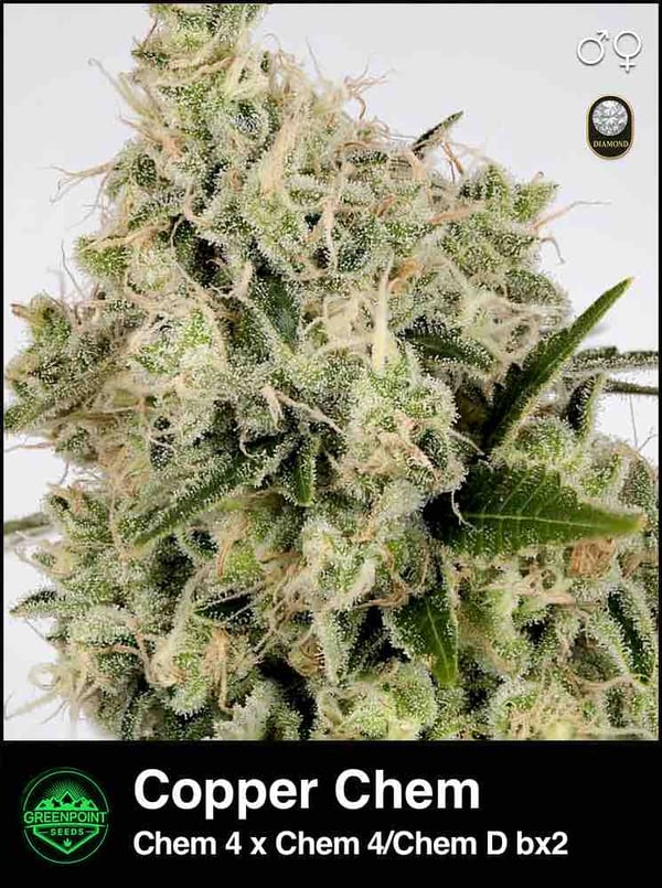 Copper Chem Strain product image