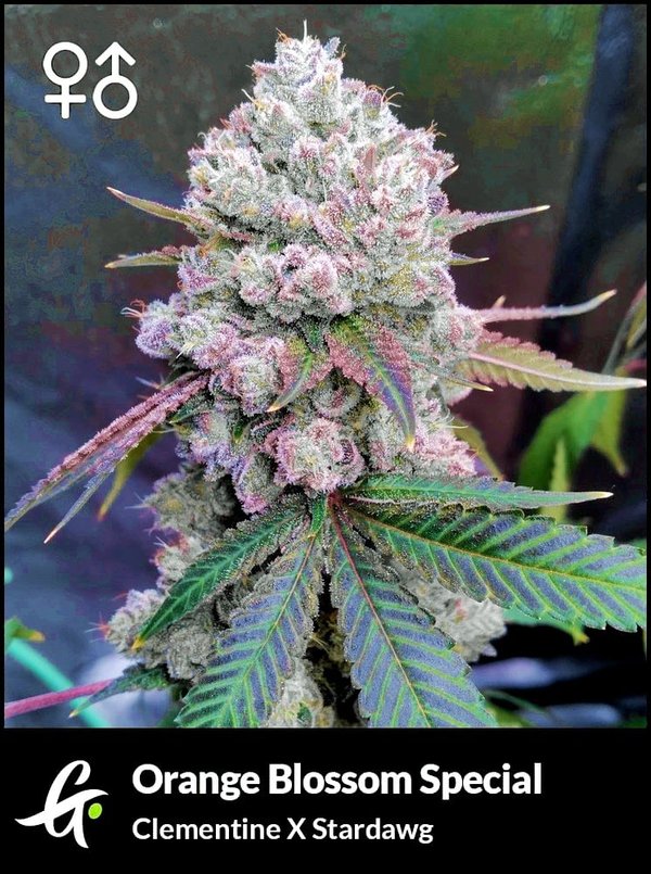 Orange Blossom Special cannabis strain by Greenpoint Seeds