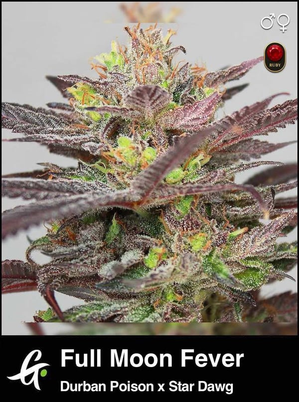 full moon fever strain